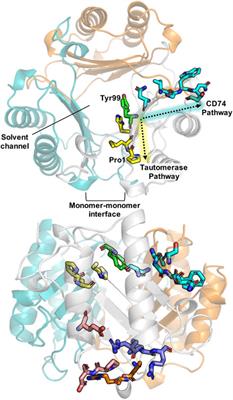 A Cysteine Variant at an Allosteric Site Alters MIF Dynamics and Biological Function in Homo- and Heterotrimeric Assemblies